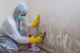 Professional Mold Removal & Remediation in Prairieville, LA